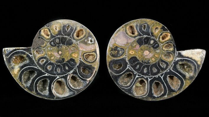 Split Black/Orange Ammonite Pair - Anapuzosia? #55734